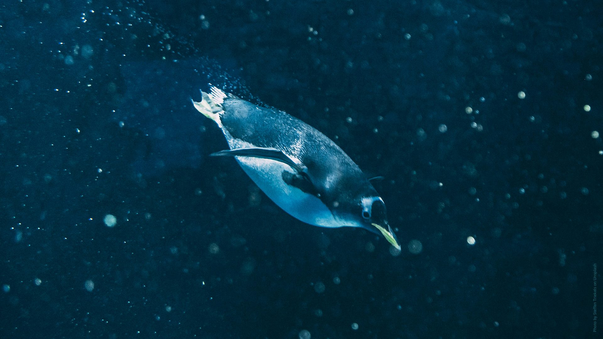 Ein Pinguin auf Tauchgang